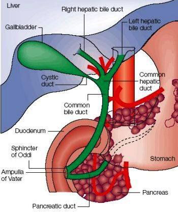 Bile duct